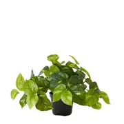 [Sleeping Giant] Golden Pothos Potted Plant Variegated - 35cm x 35cm x 24cm