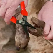 Hoof Trimming Shears for Sheep Goat Hoof Trimmers Multi-Purpose Carbon Steel