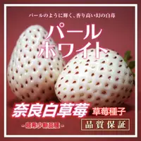在飛比找蝦皮購物優惠-優質日本草莓種子*古都華*淡雪*奈良白*博多甘王*櫻花水蜜桃