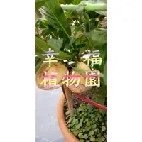 在飛比找蝦皮購物優惠-[幸福植物園]香瓜茄(人參果)扞插苗