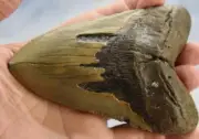 Megalodon Shark Teeth XLG Real FOSSIL 5 - 24 million year old 130mm 5.1" 598cc