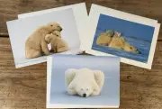 POLAR BEAR Note Cards + Envelopes 5”x7”~Set of 3~Environmental Defense Fund NEW