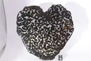 Sericho pallasite meteorite etched full Heart shaped slice Weight 134.4 grams