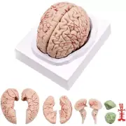 Human Brain,Life Size Human Brain Anatomy Model with Display Base, for Scie X8R6