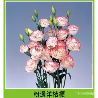 在飛比找蝦皮購物優惠-『菜農之家』熱銷 洋桔梗種子 室內四季種易活盆栽 重辦洋桔梗