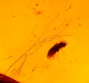 Clump of Hair in Burmese Burmite Amber Fossil Gemstone Dinosaur Age