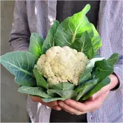 Cauliflower - Snowball Early seeds