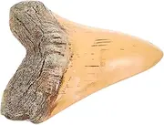 TIDTALEO Fossilized Prehistoric Decor Unique Retro Shark Model for Home Decoration Education and Collectibles Safe and Stylish Design for Enthusiasts