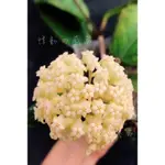 🌈美葉款，續花性極佳🌈【悸動の感蕨】HOYA VITELLINOIDES 黃結毬蘭