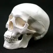 Human Anatomical Model Medicine Skull Human Anatomical Anatomy Head Studying Anatomy Teaching Supplies Skull Model BVU