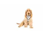Mog & Bone Neoprene Durable Dog Harness Grey Check Print Medium