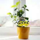 24Pcs (Fly Catch Traps) Fruit Fungus Trap Panda Shape Gnat Catcher w/ Sticks j