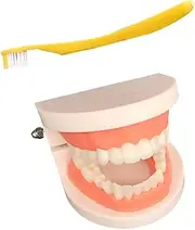 Mobestech 1 Model Cleaning Tool Teeth Brushing Model Model for Teaching Tools for Kids Flossing Tool Toy Plastic Teeth Mold Teaching Puzzle Baby Abs