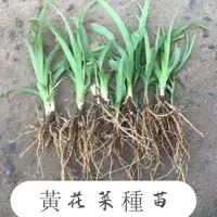 在飛比找蝦皮購物優惠-四季黃花菜種苗   食用黃花苗盆栽  黃花菜根苗  金針菜苗