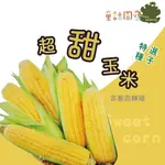 【全館590免運】超甜玉米(華珍) 種子 -10克/包 玉米種子 蔬果種子  種子 童話園藝