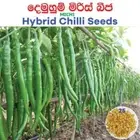 Hybrid Chilli Seed Ajax MICH1 Demuhun Miris Beeja 25seeds Home Gardening Grow Ag