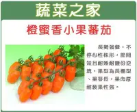 在飛比找Yahoo!奇摩拍賣優惠-【蔬菜之家】G73.橙蜜香小番茄種子2顆(長勢強健.果肉厚耐