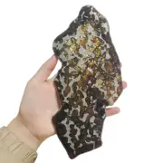 154.6g Brenham pallasite Meteorite slice - from usa QA75