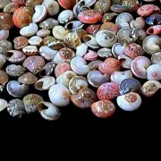 Tiny Swirl Conch Shells Snail Shells Natural Sea Shell 5 Kg