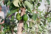 Rare variety Naranjo Avocado Tree - 2 seeds