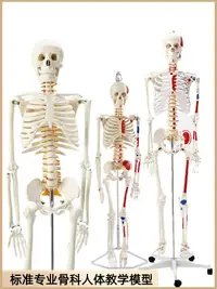 在飛比找樂天市場購物網優惠-85cm人體骨骼模型170cm骨架人體骨架成人大白骷髏標本教
