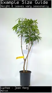 Lychee - Jean Hang, Litchi chinensis