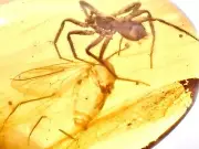 ️ SPIDER CATCHING HUGE MOTH (lepidopteran) 99MYO Burmite Amber Fossil Dinosaur