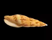 Mitra Incompta Lightfoot Specimen Sea Shell