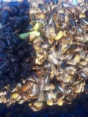Dubai Adult Breeder Starter Colony qty: 50