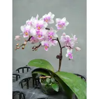 在飛比找蝦皮購物優惠-成熟株蝴蝶蘭花苗（春之舞者）Phal. Spring Dan