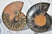Large Black Ammonite Pair Crystals 190mm 110myo Dino age FOSSIL XXL 7.5" 9184cc