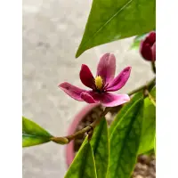 在飛比找蝦皮購物優惠-含笑花｜Michelia figo｜🌿植悟誌 健美植株