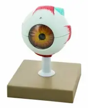 Eisco Labs Human Eye Model, 3X Enlarged - 7 Parts