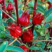 20+ Rosella Hibiscus Seeds for Home Gardening and Planting Seeds