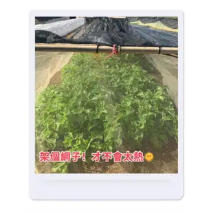 【朝哥菜圃】澎湖冰花 /大量採購/限定24或32盒，特殊栽種 優質農產品 前3位下單，多送你一盒！