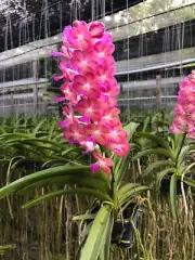 Hybrid Thai Vanda Orchid plants (Pine River × Bangkok Sunset) "Soft Pink color"