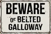 148VS Beware of Belted Galloway 8” x 12” Vintage Aluminum Retro Metal Sign