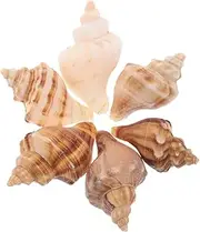 Generic Hermit Crab Replacement Shells 6pcs Natural Seashell Decor Fish Tank Ornament Beach Decor Coastal Style Home Office Accessory