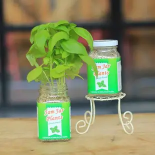 迎光 Jam Jar Plants果醬小植栽 甜羅勒