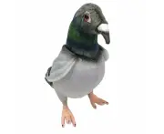 Pigeon Soft Toy - Hansa