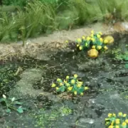 MP Scenery Products 70045 - HO Scale - Marsh Marigold 3/8" Height, 16/pk