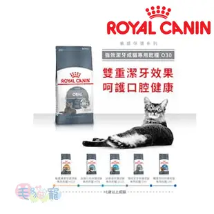 【法國皇家Royal Canin】強效潔牙成貓專用乾糧O30 1.5KG /3.5KG 毛貓寵