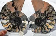 9768 RARE 1in100 BLACK Ammonite PAIR Deep Crystals 110myo FOSSIL LRG 126mm 5.0"