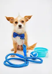 [Wild & Wolf] New Dog Starter Kit