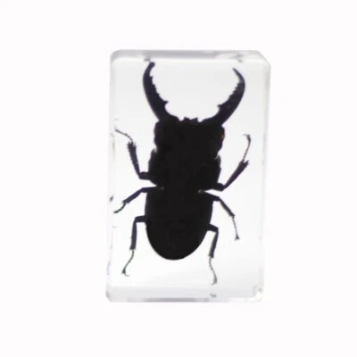 Saxon Resin Preserved Insect - Beetle Specimen