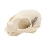 Cats Head Skeleton Model Realistic Anatomical Cats Head Bone Model
