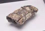 FOSSIL DINOSAUR TOOTH, AFROVENATOR ABAKENSS, NIGER F608