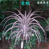 在飛比找蝦皮購物優惠-【新巧園】空氣鳳梨 愛結 Tillandsia Love K