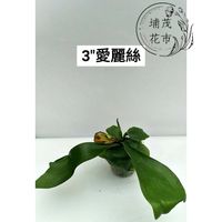 【埔茂花市】✦ 三吋 愛麗絲 鹿角蕨 雨林植物 網紅植物