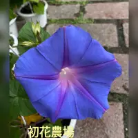 在飛比找蝦皮購物優惠-初花農場2店｜日本朝顏牽牛花｜3寸黑軟袋/5寸盆｜開花性強的